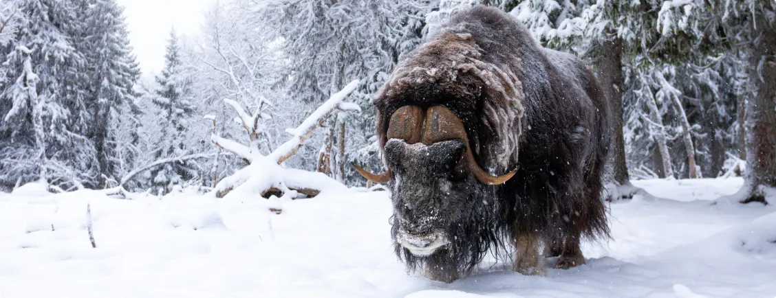 Myskoxe i vinterlandskap