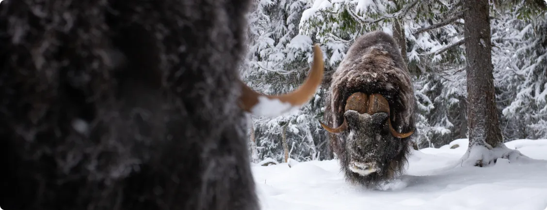 Myskoxar i vintermiljö