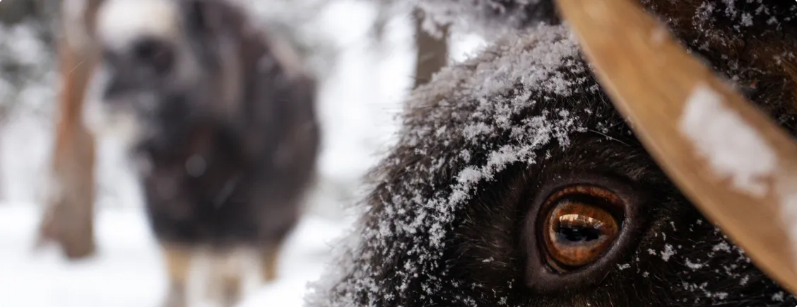 Närbild på myskoxe