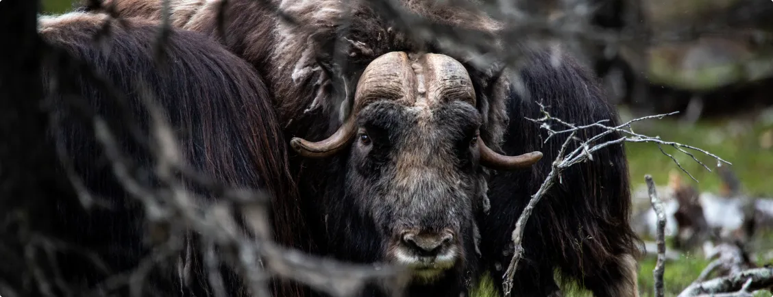 Myskoxe i skogen