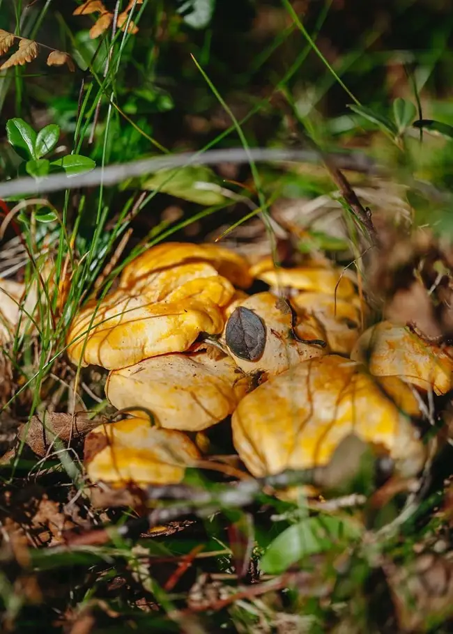 Kantareller gömmer sig bland löv