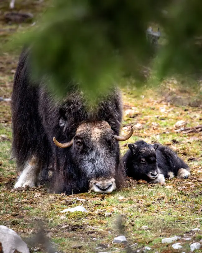 Myskoxe står med sin kalv