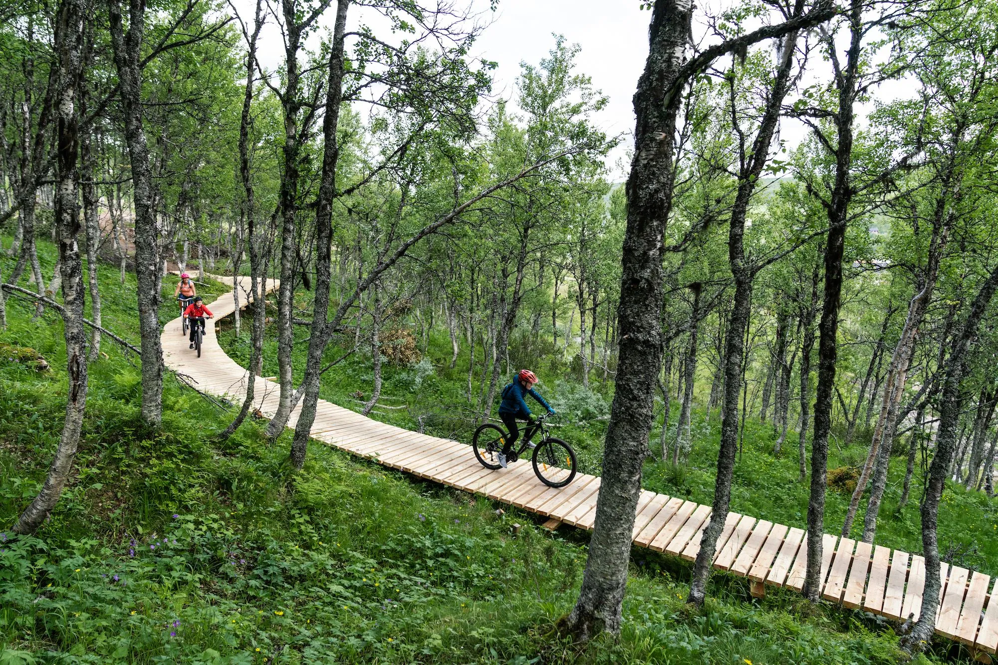 Mountainbike-cyklister cyklar på cykelled bland fjällbjörkar.