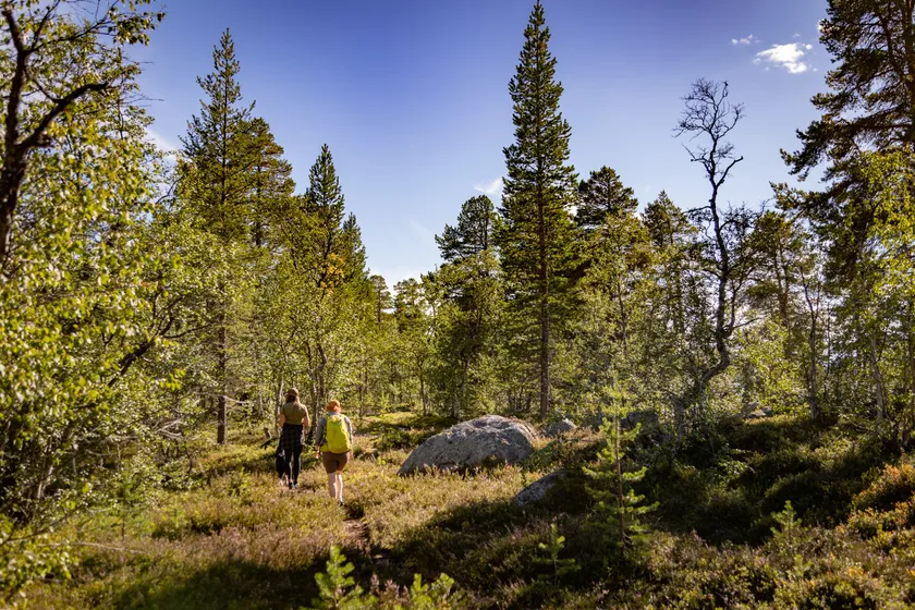 Två vandrare i Rogens skogar