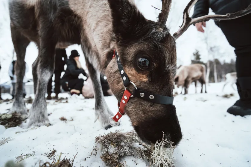 Ren betar på renlav