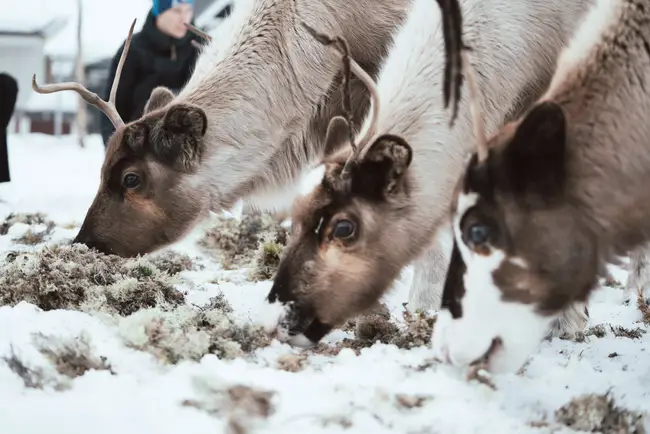 Tre renar betar renlav