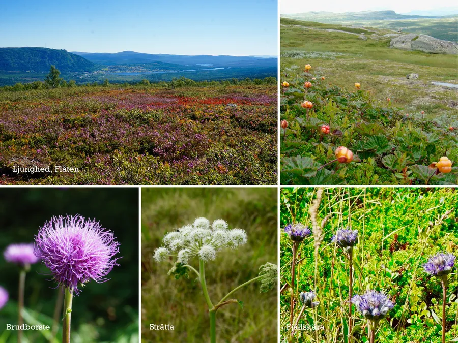 Blommor i fjällen